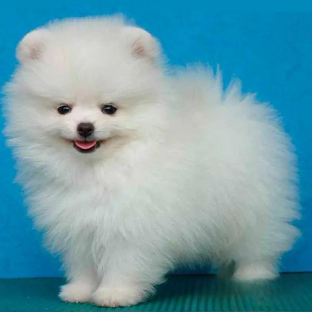 Lulu da Pomerânia 10