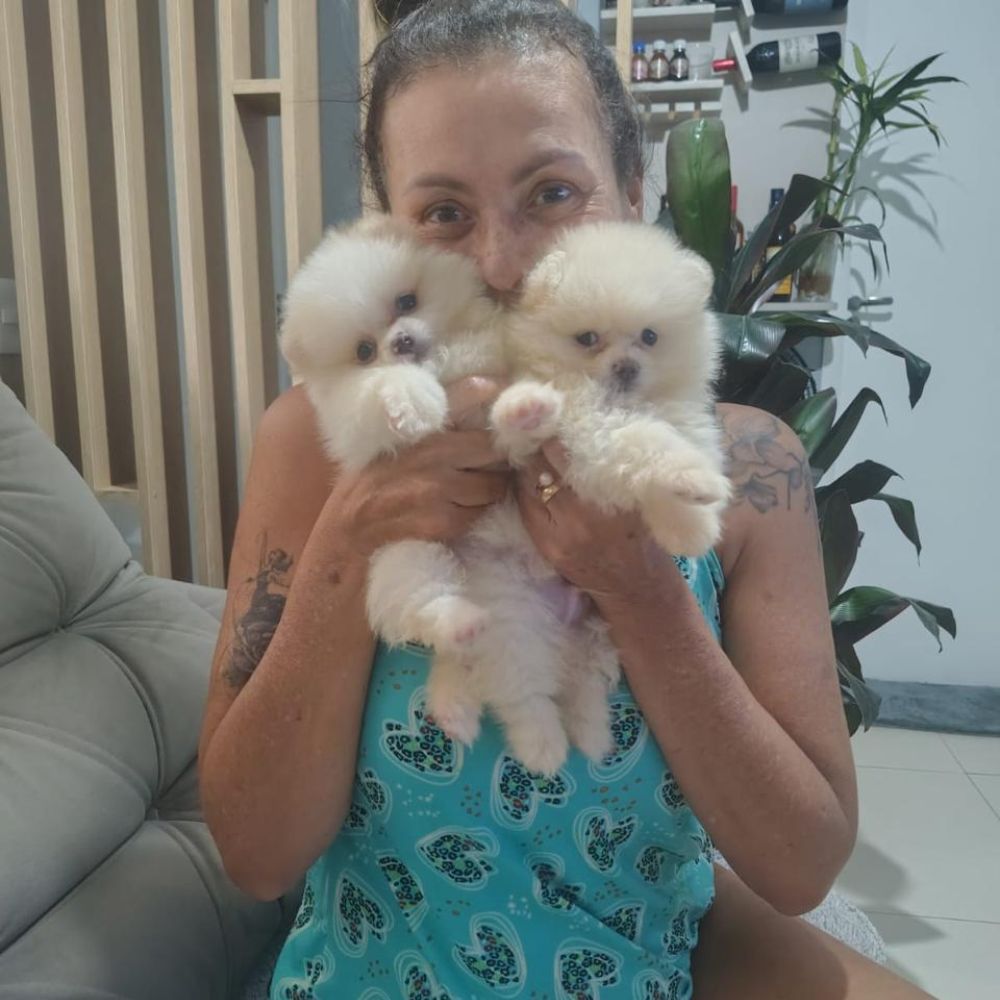 Lulu da Pomerânia 14