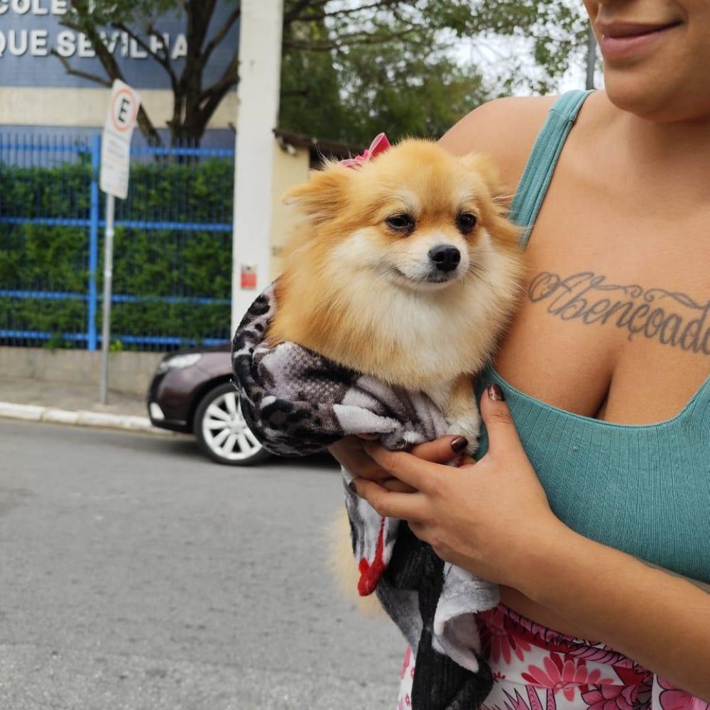 Lulu da Pomerânia 19