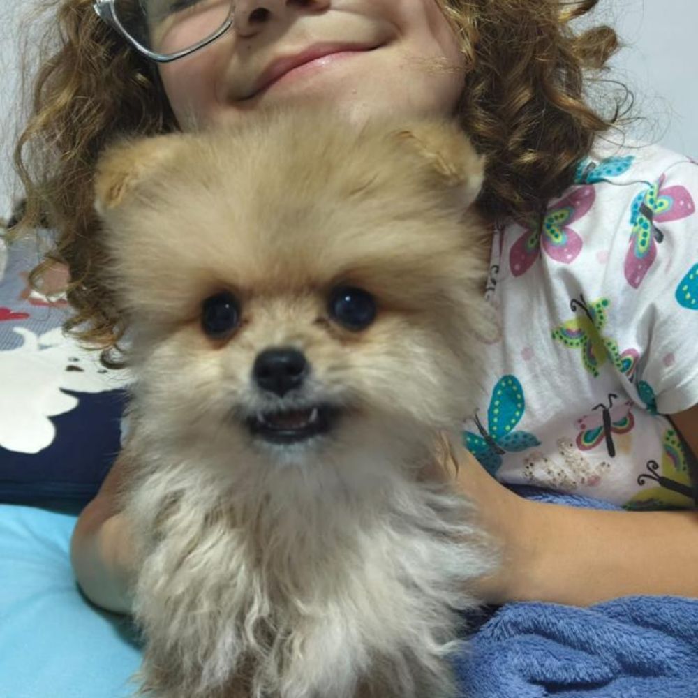 Lulu da Pomerânia 23