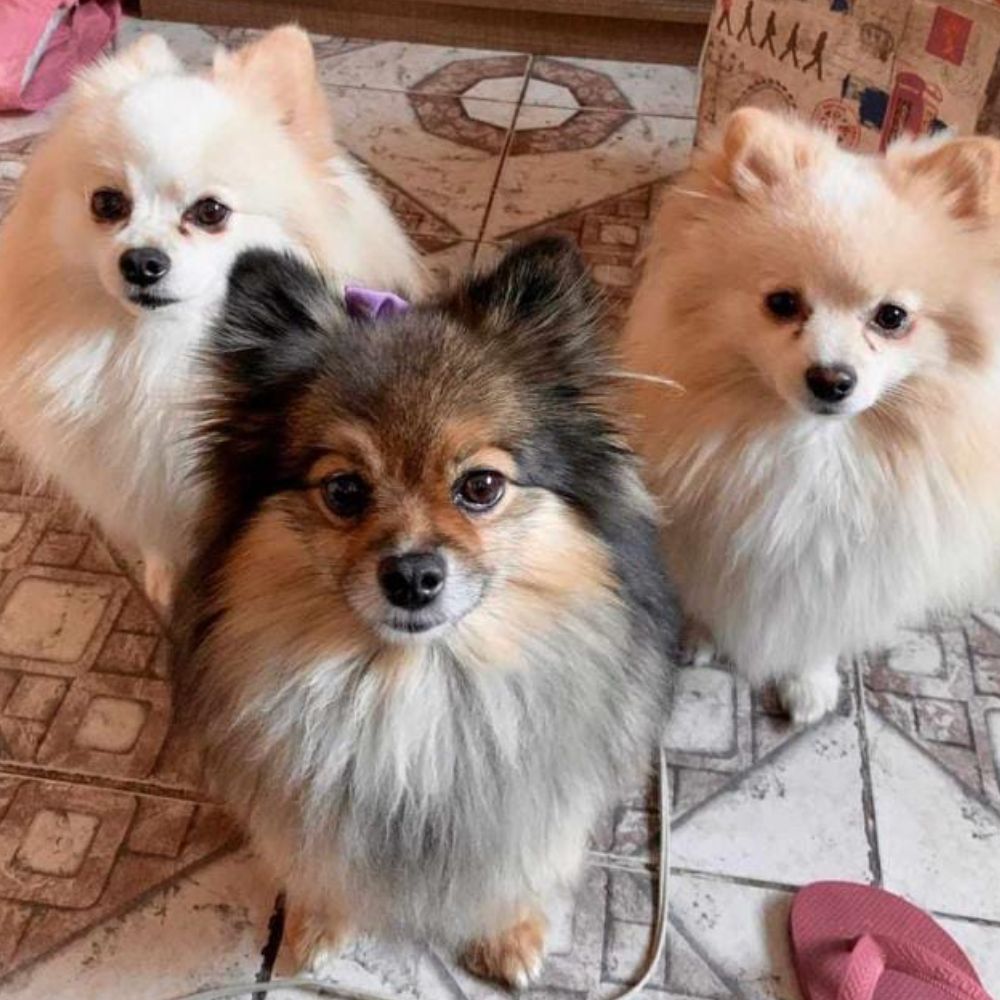 Lulu da Pomerânia 03