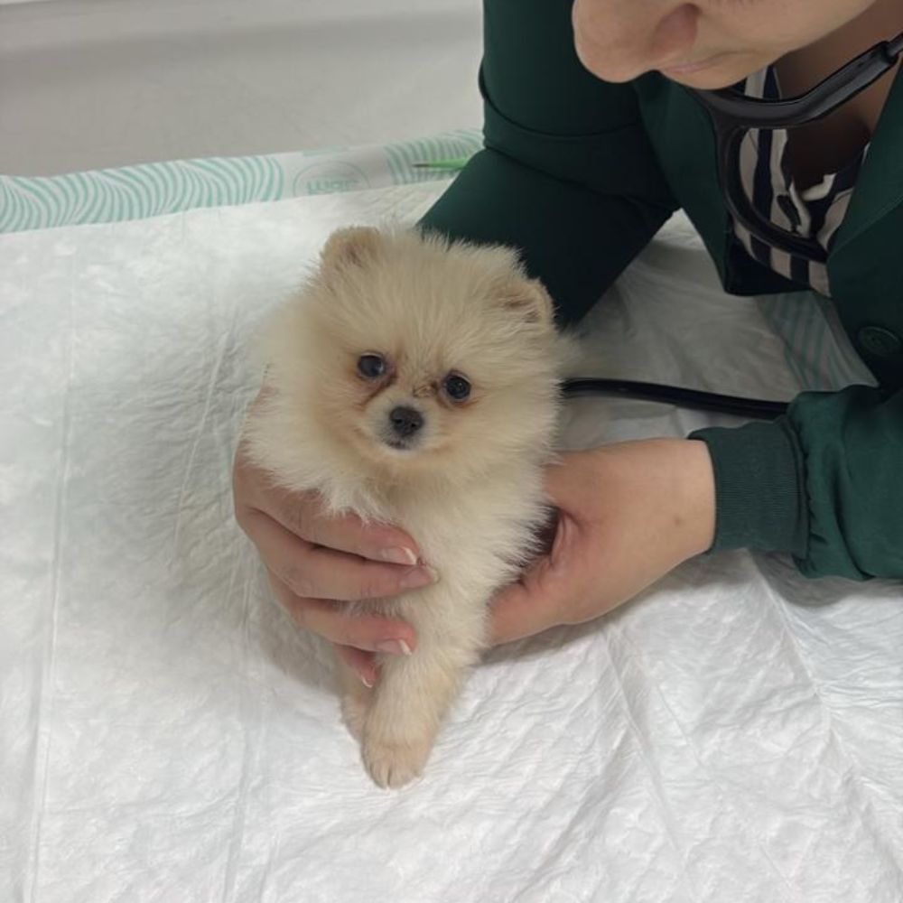 Lulu da Pomerânia 21