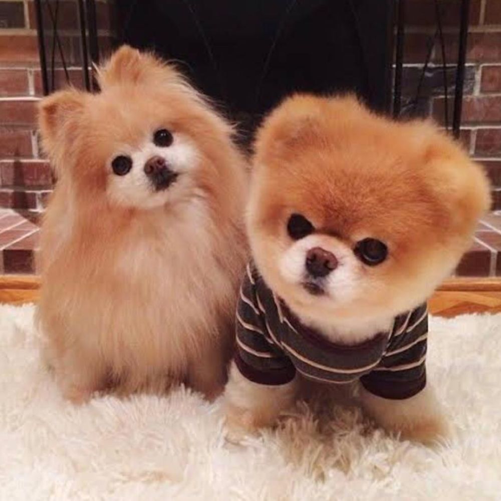Lulu da Pomerânia 25