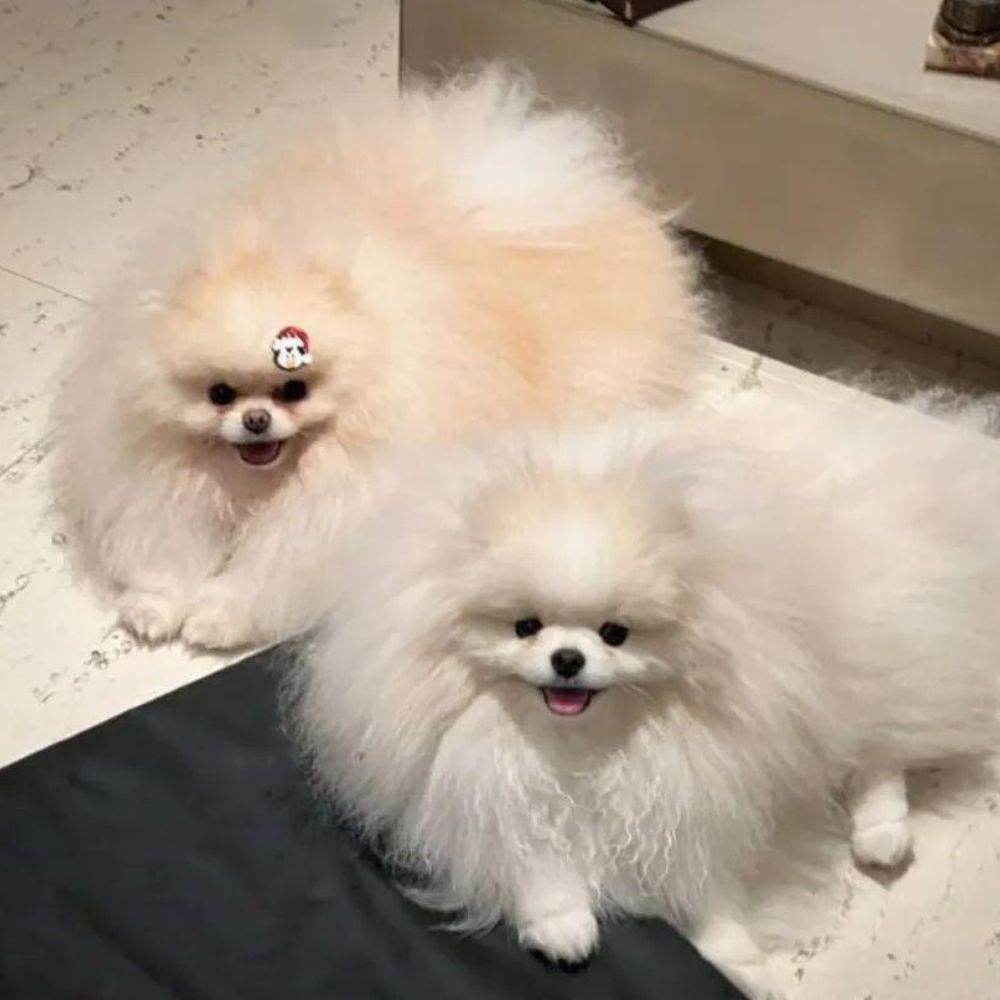 Lulu da Pomerânia 26