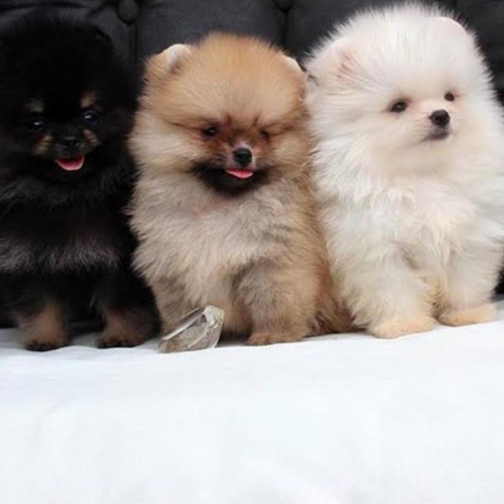 Lulu da Pomerânia 27