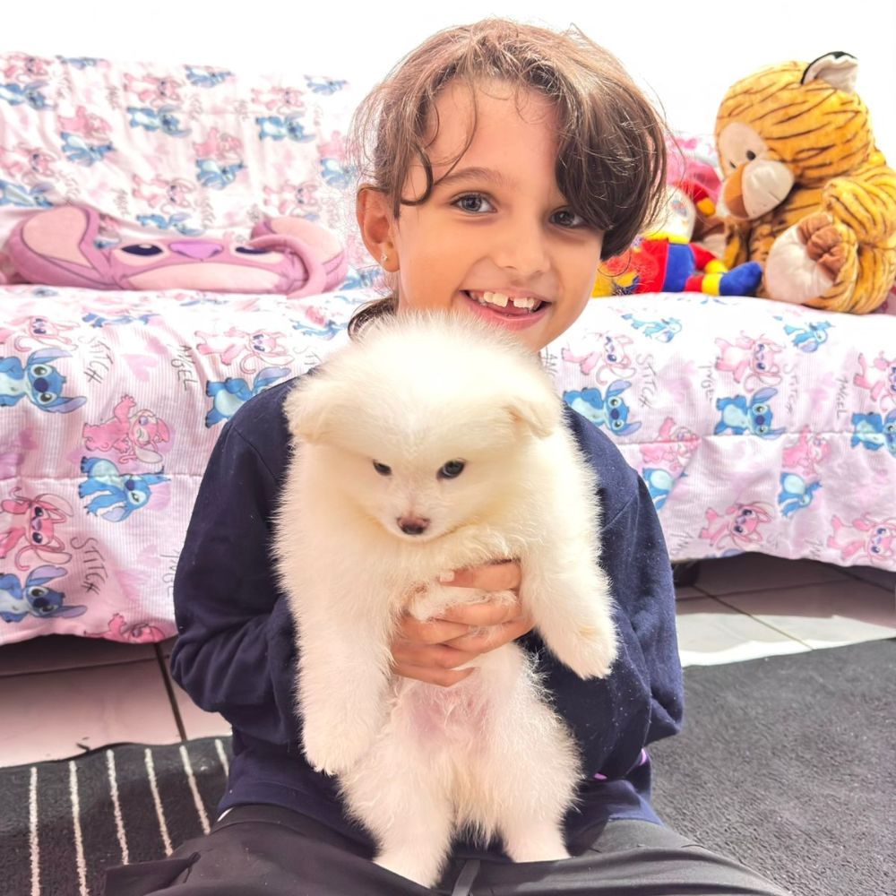 Lulu da Pomerânia 29