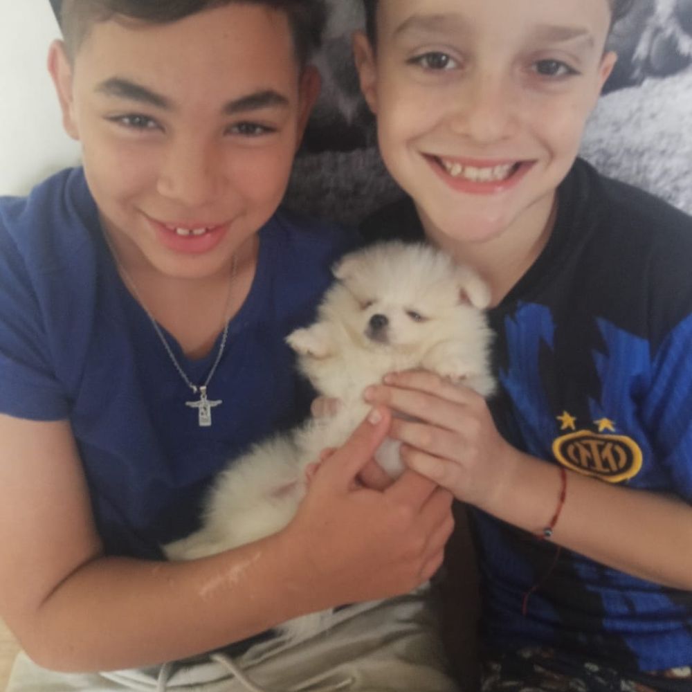 Lulu da Pomerânia 31