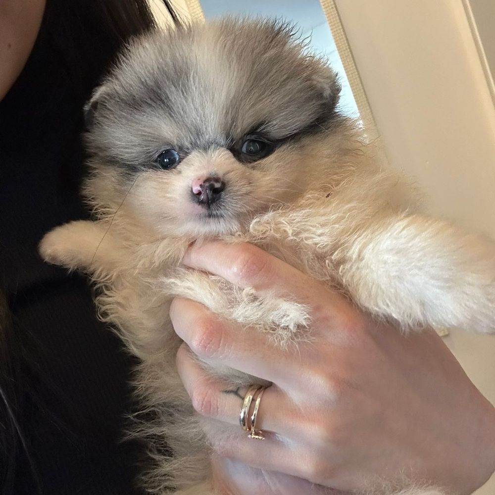 Lulu da Pomerânia 32