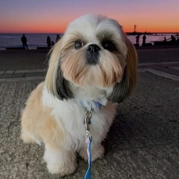 Shih Tzu