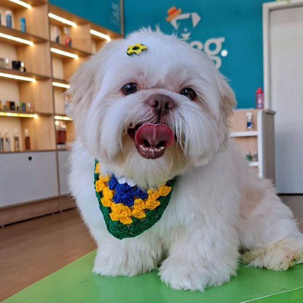 Shih Tzu 2